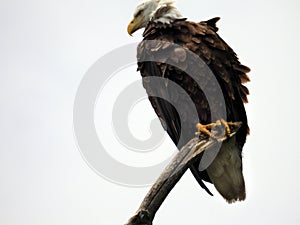 Bald Eagle sits on deadwood tree in NYS marshland