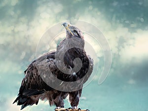 Bald eagle, sitting in blue bokehfull background