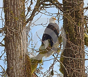 Bald eagle sitting in a cottonwood tree with blue sky