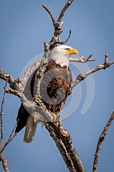 Bald Eagle sitting high on a branch