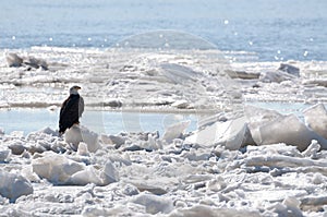 Bald eagle sitting on ice