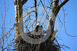 A bald eagle sitting in its nest