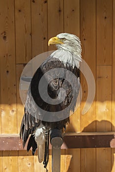 Bald eagle sitting on a perch. The eagle is falconry-guided and is tethered in an aviary