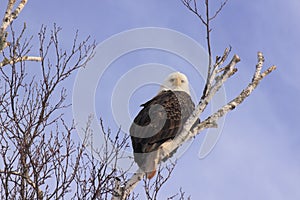 Bald Eagle sitting pretty