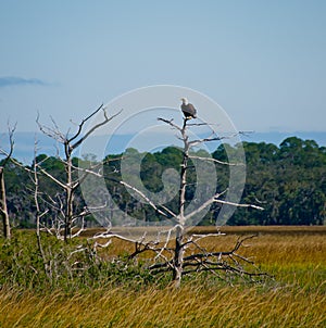 Bald Eagle sitting on a tree