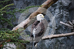 Bald Eagle Sitting in a Tree Branch