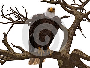 Bald eagle sitting on a tree branch isolated on white 3d illustration