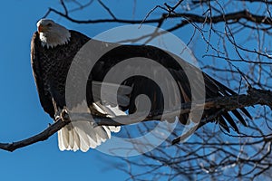 Bald eagle sitting in a tree eagles on a branch