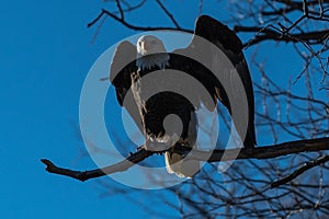 Bald eagle sitting in a tree eagles on a branch