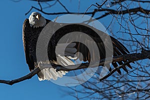 Bald eagle sitting in a tree eagles on a branch