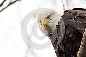 Calvo aquila sul un albero cercando giù 