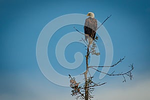 Bald eagle sitting on tree and looking for prey