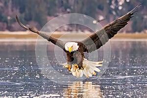 Bald eagle snatching a fish mid-air near a lake: Homer, Alaska