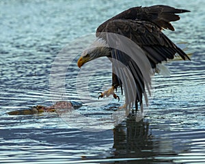 Bald Eagle sneeking up on the very dead Salmon