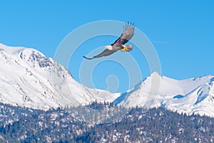 Bald Eagle, Snow-Capped Mountains, Alaska