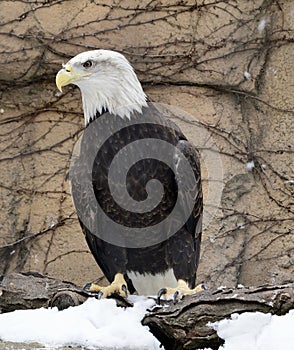 Bald Eagle on Snow Covered Perch