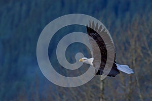 Bald Eagle soaring