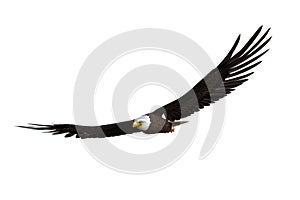 Bald Eagle soaring. 3d illustration isolated on white background