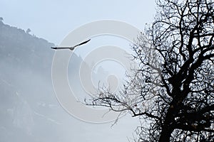 Bald eagle soaring