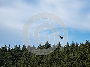 Bald Eagle Soaring Above Treetops