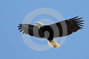 Bald Eagle Soaring against a Blue Sky