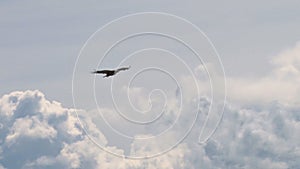 Bald eagle soaring against clouds