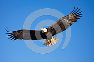 a bald eagle soaring in a clear blue sky