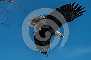 Bald eagle soaring in flight eagles flying