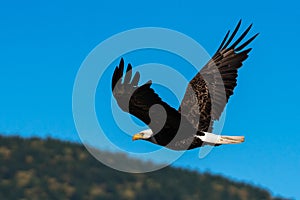 Bald eagle soaring in-flight, eagles flying photo