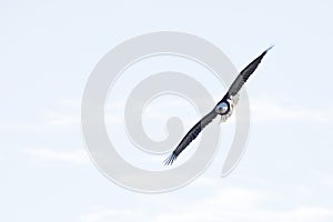 Bald eagle soaring with full wingspan