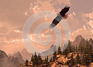 Bald Eagle Soaring in the High Country photo