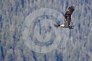 Bald Eagle Soaring High in the Mountains