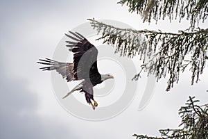 Bald Eagle soaring majestically, wings spread wide, against a clouded sky