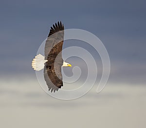 Bald eagle soaring over blue water with blue sky background in A