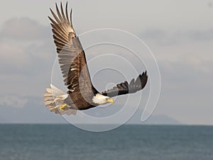 Bald eagle soaring over blue water with blue sky background in A