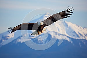 a bald eagle soaring over a wild, open landscape