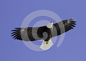 Bald Eagle soaring overhead.