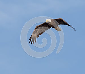 Bald Eagle soaring