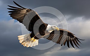 Bald eagle soaring in the sky with wings spread wide