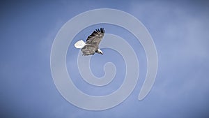 A bald eagle soars under blue skies over the Roanoke River on the Salem Greenway .