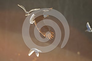 Bald Eagle in Soft light