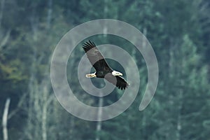 Bald Eagle in Soft light