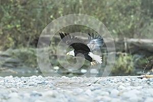 Bald Eagle in Soft light