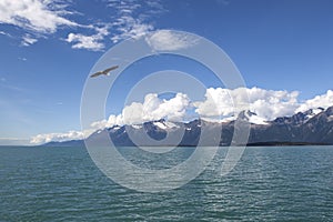 Bald Eagle in Southeast Alaska