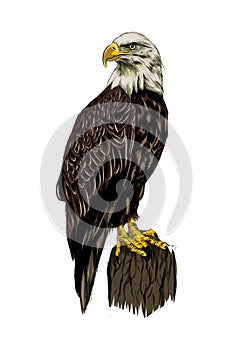 Bald eagle from a splash of watercolor, colored drawing, realistic