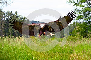 Bald Eagle Spreading Wings