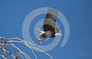 Bald eagle taking off from perch in dead tree