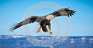 Flying Bald Eagle, Homer, Alaska photo