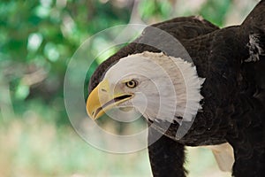 Bald Eagle standing