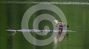 Bald Eagle Standing in an Emerald Pond near the Chesapeake Bay